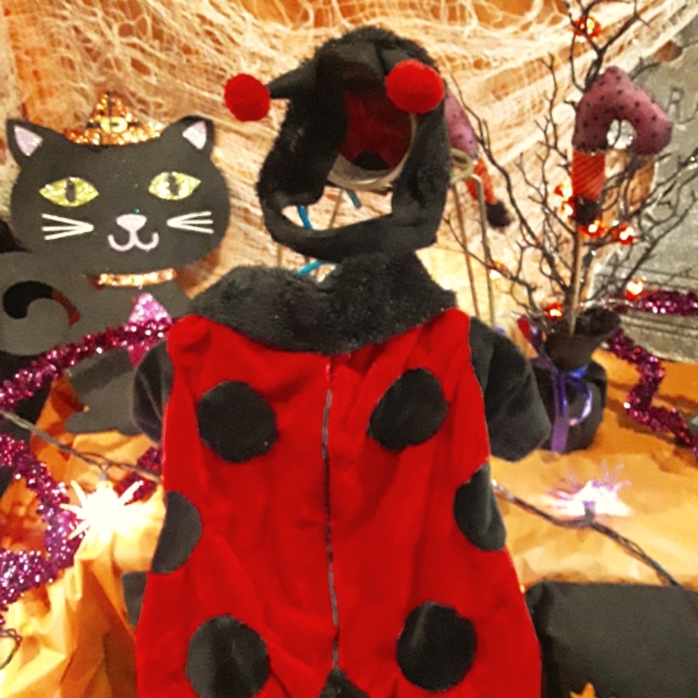 Ladybug costume for dog